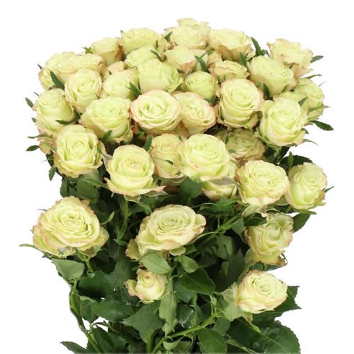 ROSE SPRAY LIMOUSINE