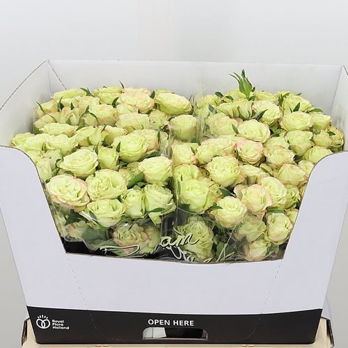 ROSE SPRAY LIMOUSINE 60cm Wholesale Dutch Flowers & Florist Supplies UK