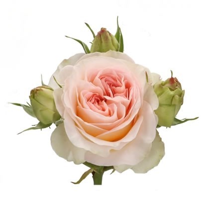 ROSE SPRAY LORENA SUMMERHOUSE