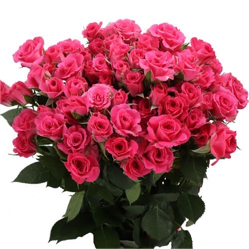 ROSE SPRAY LOVELY LYDIA