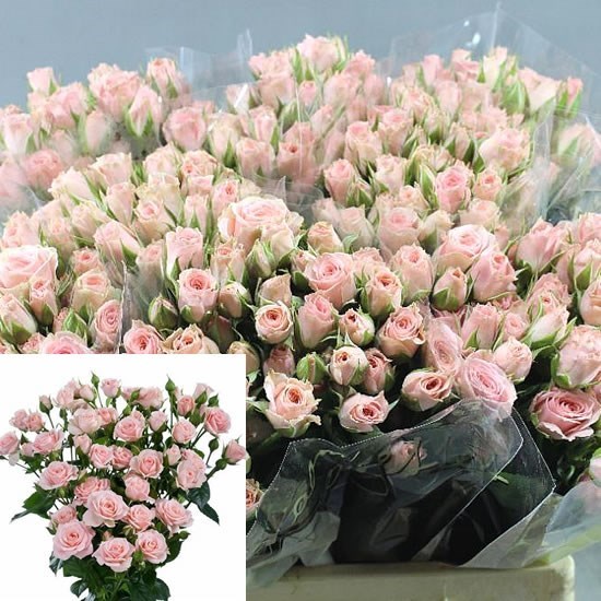 ROSE SPRAY LYDIA 50cm | Wholesale Dutch Flowers & Florist Supplies UK