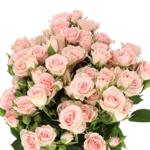ROSE SPRAY LYDIA 50cm | Wholesale Dutch Flowers & Florist Supplies UK