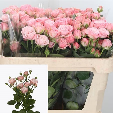Blush pink spray roses deals