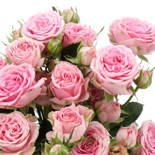 ROSE SPRAY MADAM SOFIE