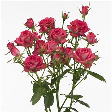 ROSE SPRAY MAGIC PEPITA (EXTRA)