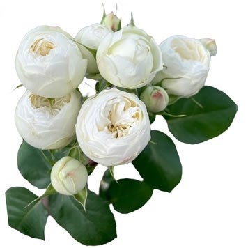 ROSE SPRAY MANSFIELD WHITE PARK