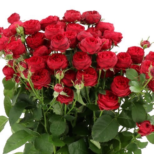 ROSE SPRAY MAROON