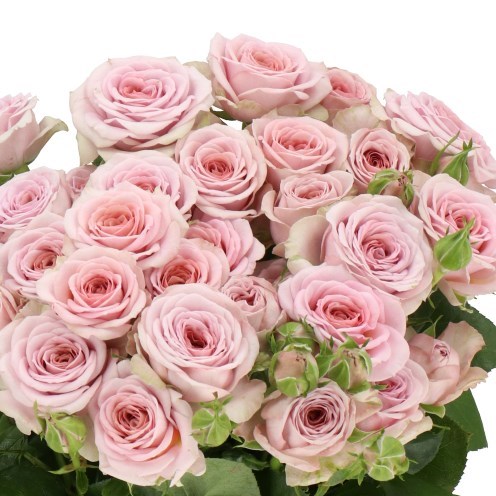 ROSE SPRAY NADIA DURAN