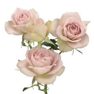 ROSE SPRAY NOTRE DAME