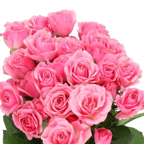 ROSE SPRAY ONE TOP