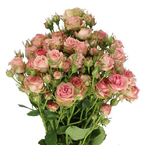 ROSE SPRAY PEPITA