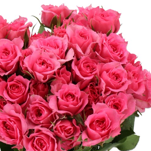 ROSE SPRAY PINK DIMENSION (SMALL HEADS)