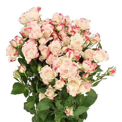 ROSE SPRAY REFLEX (SMALL)