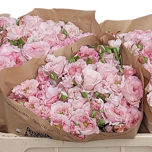 ROSE SPRAY RESIDENCE