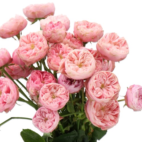 ROSE SPRAY ROYAL BLUSH CHARM