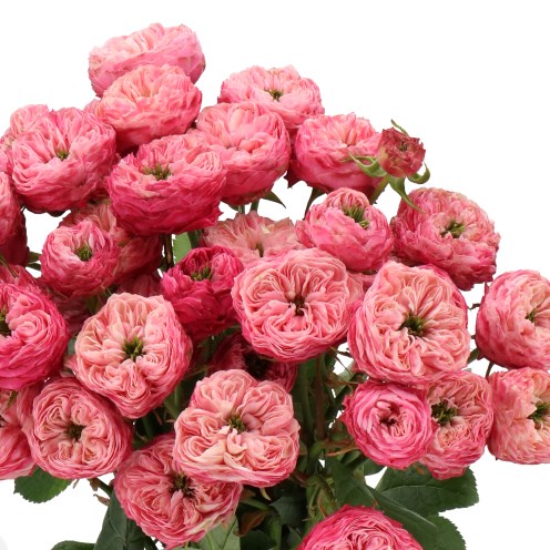 ROSE SPRAY ROYAL BLUSH FANCY