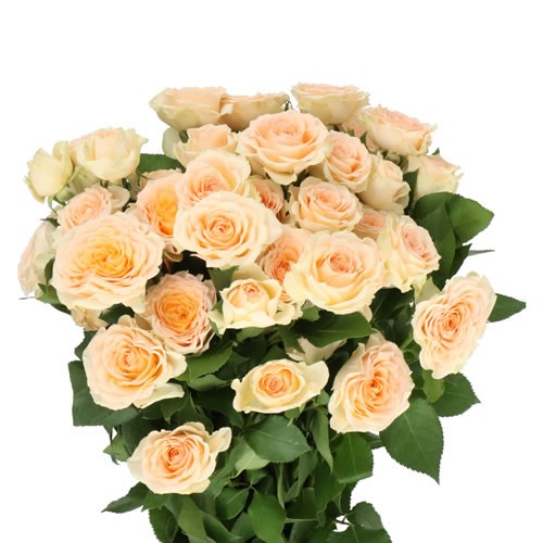 ROSE SPRAY SANCERRE