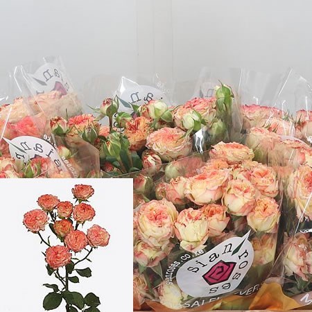 ROSE SPRAY SHOW FLOW