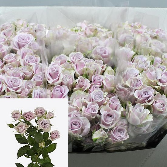 ROSE SPRAY SILVER SHADOW