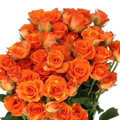 ROSE SPRAY SMASHING