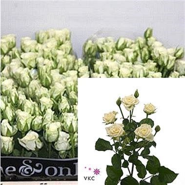 Weekly Special - ROSE SPRAY SNOWFLAKE