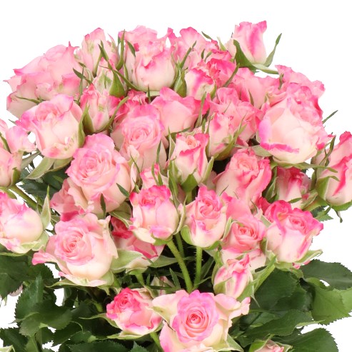 ROSE SPRAY SPEAK BLOSSOMS