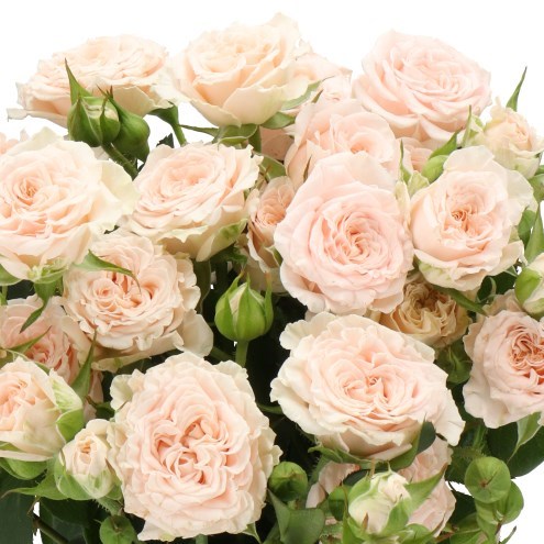 ROSE SPRAY SWEET ILSE (SMALL HEADS)