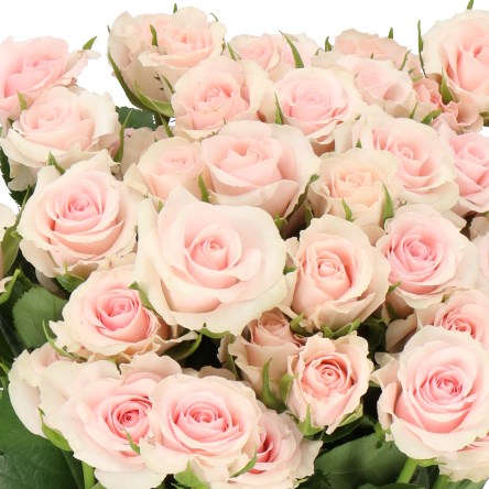 ROSE SPRAY SWEET PORCELINA (SMALL HEADS)