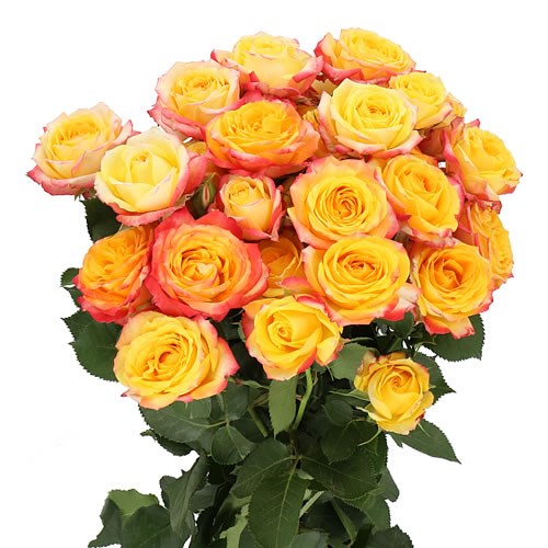 ROSE SPRAY TAHITI