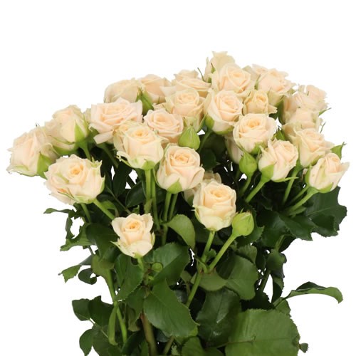 ROSE SPRAY TANJA 60cm Wholesale Dutch Flowers & Florist Supplies UK