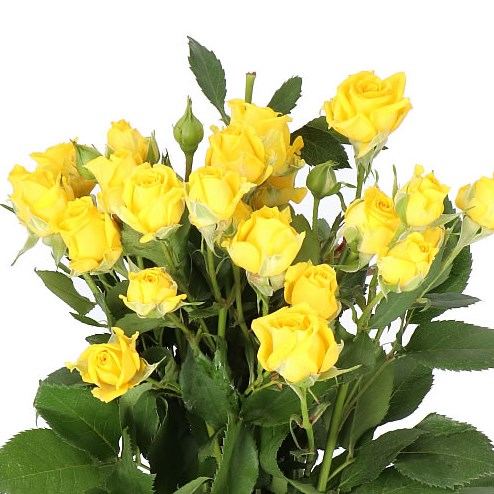 ROSE SPRAY TARANTELLA