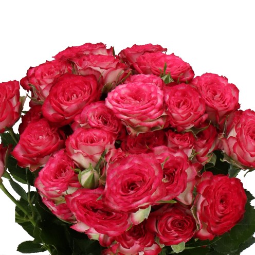 ROSE SPRAY VANESSA (SMALL HEADS)