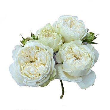 ROSE SPRAY VICTORIAN SUMMER