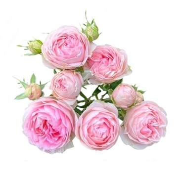 ROSE SPRAY VILLA MULTIBELLE