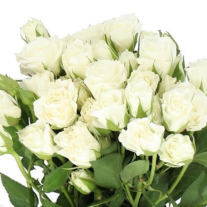 ROSE SPRAY VIVIANE