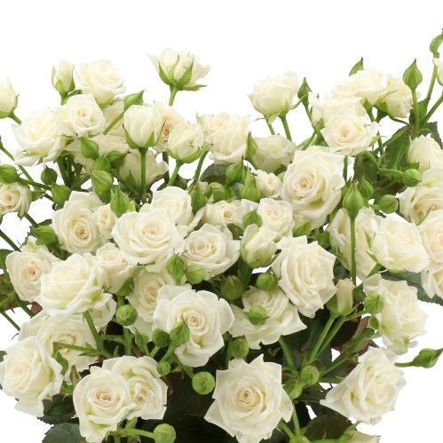 ROSE SPRAY WHITE LADY