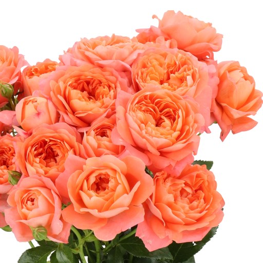 ROSE SPRAY WILD MIRACLE