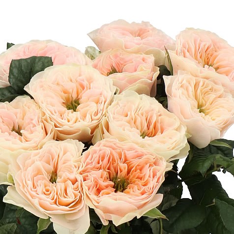 ROSE STANLEY ABBEY 50cm  Wholesale Dutch Flowers & Florist