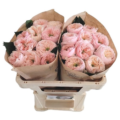 ROSE SWEET DIAMOND 50cm Wholesale Dutch Flowers & Florist Supplies UK
