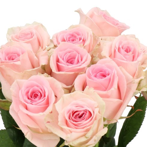 ROSE SWEET DOLOMITI