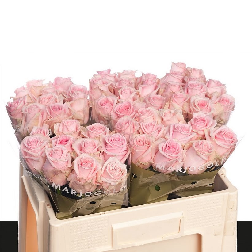 ROSE SWEET DOLOMITI
