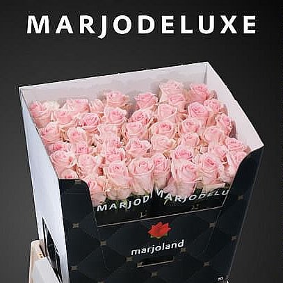 ROSE SWEET DOLOMITI XL