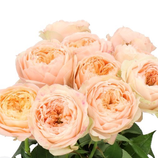 ROSE SWEET HARPER!