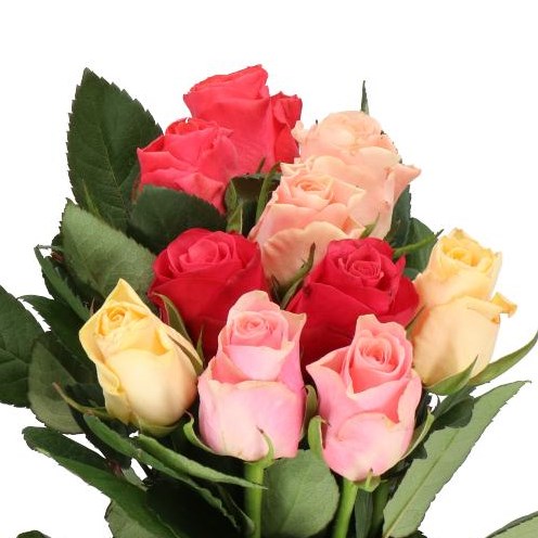 ROSE TACAZZI MIX (SMALL HEADS)