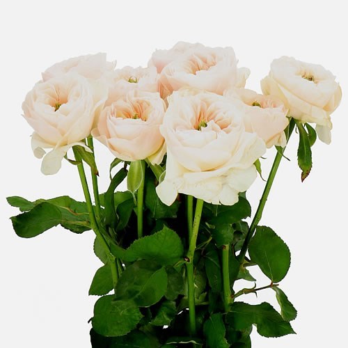 ROSE TINKERBELL 50cm Wholesale Dutch Flowers & Florist Supplies UK