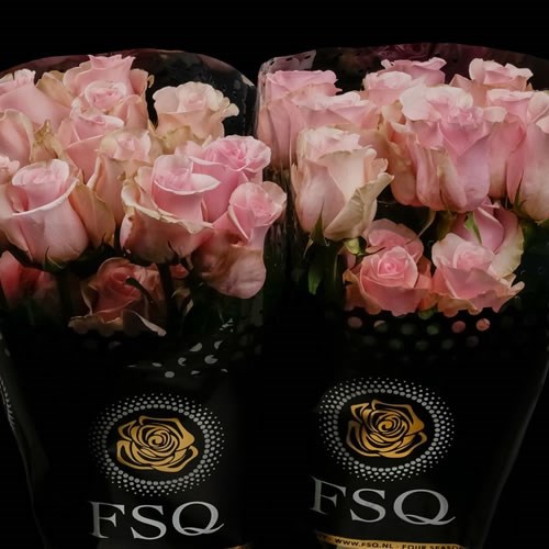 ROSE TITANIC (ECUADOR LARGE HEADS)