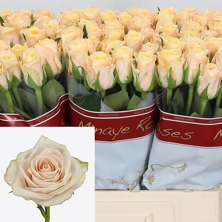 ROSE TOP FAIR