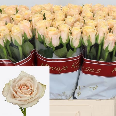 ROSE TOP FAIR