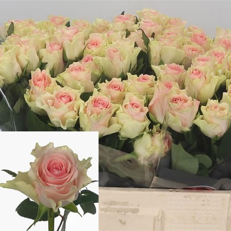 ROSE TOP GEAR 60cm | Wholesale Flowers Florist Supplies