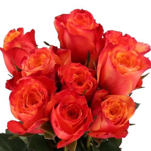 ROSE TOUCHEE